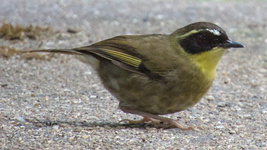 Yellow-throated Scrubwren