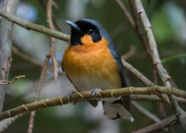 Australian Spectacled Monarch