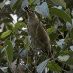 Lewin's Honeyeater