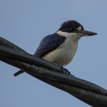 Forest Kingfisher