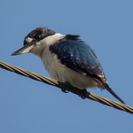 Forest Kingfisher