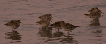 Sharp-tailed Sandpiper