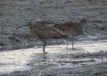 Whimbrel