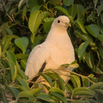 Torresian Imperial-Pigeon