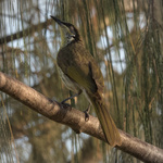Varied Honeyeater