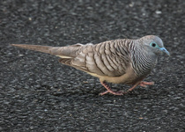 Peaceful Dove