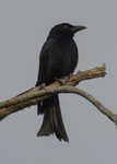 Spangled Drongo