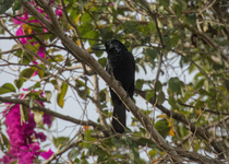 Black Butcherbird