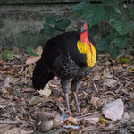 Australian Brushturkey