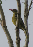 Green Oriole