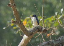 Forest Kingfisher