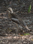 Bush Thick-knee