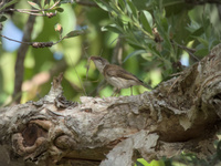 Brown-backed Honeyeater