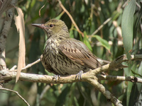 Olive-backed Oriole