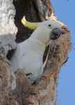 Sulphur-crested Cockatoo