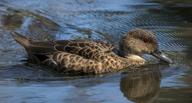 Chestnut Teal