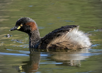 Australasian Grebe