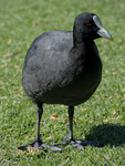 Eurasian Coot