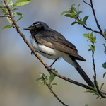 Willie-wagtail