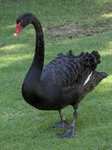 Black Swan