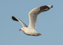Silver Gull
