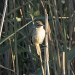 Australian Reed Warbler