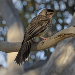 Red Wattlebird