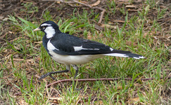 Magpie-lark