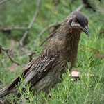 Red Wattlebird