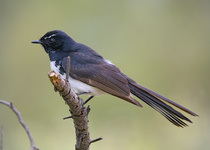 Willie-wagtail
