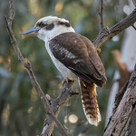 Laughing Kookaburra
