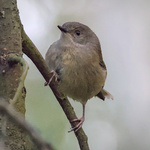 Brown Thornbill
