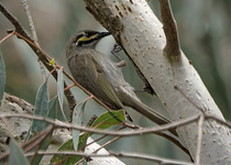 Yellow-faced Honeyeater